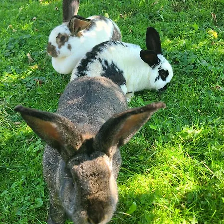 Straubis Hexenhaeuschen Daire *